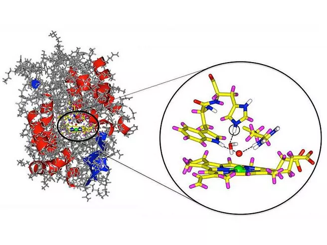 Enzym Cytochrom-c-Peroxidase mit Ausschnitt aus dem aktiven Zentrum. Rot markiert ist das Sauerstoffatom, grün das Eisenatom. Das zusätzlich gefundene Wasserstoffatom ist eingekreist. (Grafik: A. Ostermann / TUM)