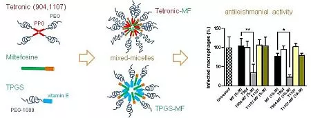 Grafische Darstellung des "Einbaus" von Miltefosin (MF) in die Polymer-Mizellen und des Wirkungsgrades der Kombination T904-MF. © Prof. Gustavo González Gaitano, Universidad de Navarra, Pamplona, Spanien