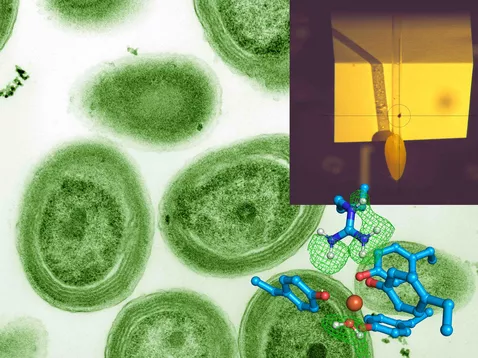 The research team analyzed the bacterium Prochlorococcus (background). In the crosshairs of the Biodiff instrument (top right) is one of the crystals of the FutA protein that led to the structure shown below. Iron (reddish red) is shown in the center. The blue amino acid side chains and a water molecule (bottom right) bind to the iron. The neutron experiment showed the hydrogen atoms' location, encased in a lattice of green lines. © Dr. Tobias Schrader, Forschungszentrum Jülich; Luke Thompson from Chisholm Lab and Nikki Watson from Whitehead, MIT, CC0, via Wikimedia Commons (background image)